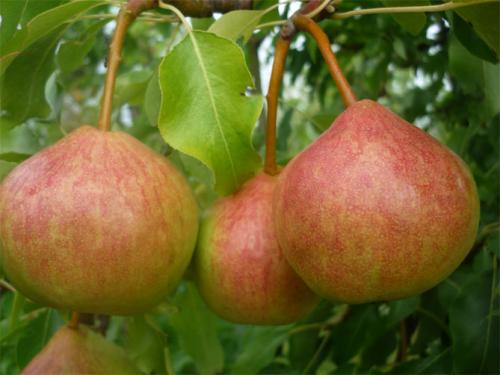 Груша Памяти Яковлева. Сорт груши Памяти Яковлева – описание, посадка и уход, отзывы
