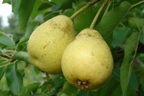 Лучшие самоплодные сорта груш для подмосковья. Ранние сорта