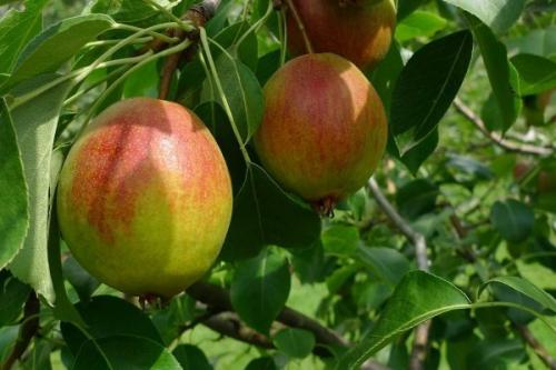 Лучшие самоплодные сорта груш для подмосковья. Ранние сорта