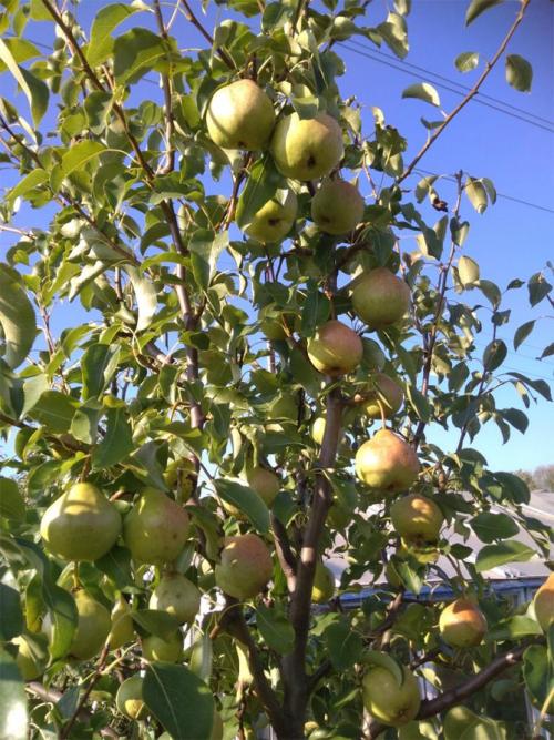 Груша Памяти Яковлева. Сорт груши Памяти Яковлева – описание, посадка и уход, отзывы