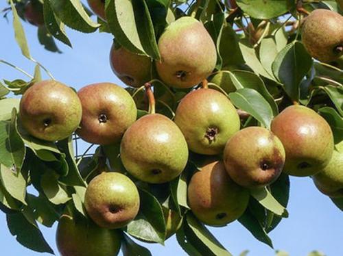 Самоплодные сорта груш для северо-запада. 10 сортов груши для северо-западного региона