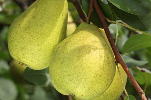 Лучшие сорта ГРУШИ для подмосковья устойчивые к парше. Ранние летние сорта