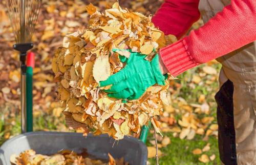 Какие способы защиты плодовых деревьев от вредителей существуют осенью. Осенняя обработка сада: эффективные приемы против болезней и вредителей