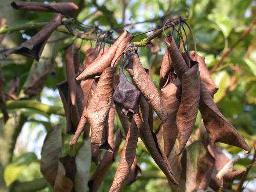 Как бороться с болезнями плодовых деревьев осенью. Наиболее распространённые болезни плодового сада