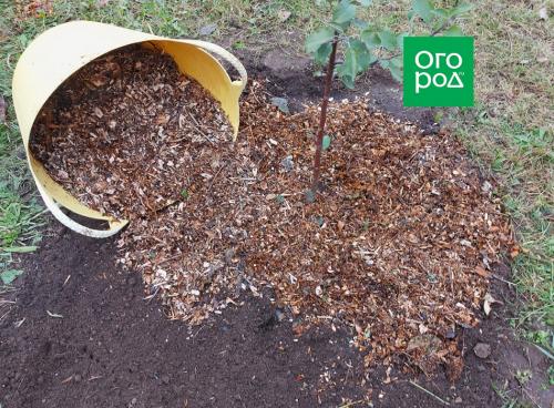 Осенняя подготовка плодовых деревьев к зиме: советы по защите и уходу 07