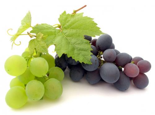 Отличие технических сортов винограда от столовых. Чем отличаются технические и столовые сорта винограда
