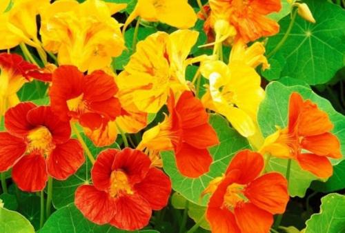 Какие цветы цветут в октябре. 10 растений, цветущих в октябре 06