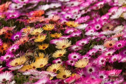 Какие цветы цветут в октябре. 10 растений, цветущих в октябре