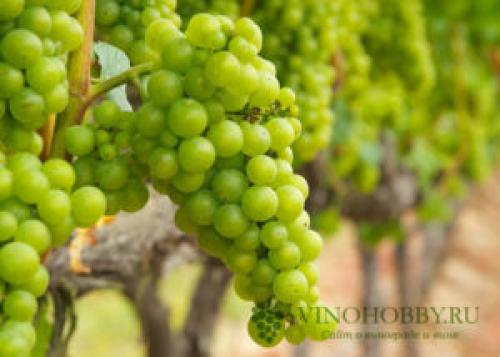 Технические сорта винограда для Подмосковья. Лучшие сорта винограда для производства вина. Какие подойдут для Подмосковья и Сибири