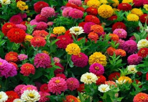 Какие цветы цветут в октябре. 10 растений, цветущих в октябре 09