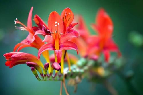 Какие цветы цветут в октябре. 10 растений, цветущих в октябре 04