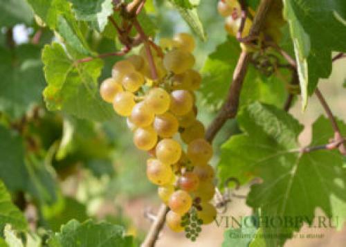 Технические сорта винограда для Подмосковья. Лучшие сорта винограда для производства вина. Какие подойдут для Подмосковья и Сибири