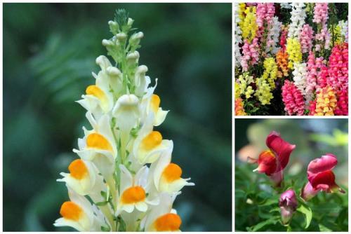 Какие цветы цветут в октябре. 10 растений, цветущих в октябре 02