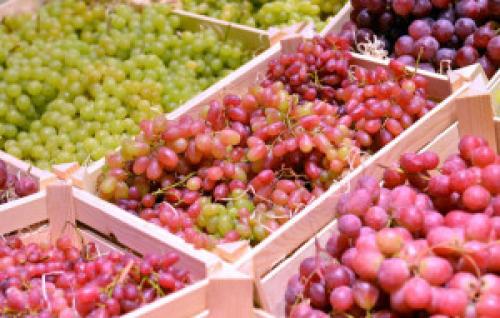 Отличие технических сортов винограда от столовых. Чем отличаются технические и столовые сорта винограда