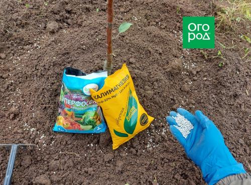 Как правильно подготовить плодовый сад к зиме 05