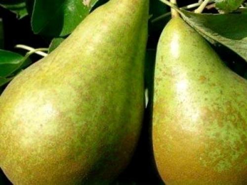Как определить сорт груши. Сорта груш: лучшие виды, названия и описание