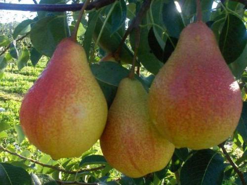Как определить сорт груши. Сорта груш: лучшие виды, названия и описание
