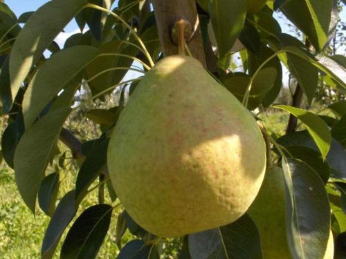 Как определить сорт груши. Сорта груш: лучшие виды, названия и описание