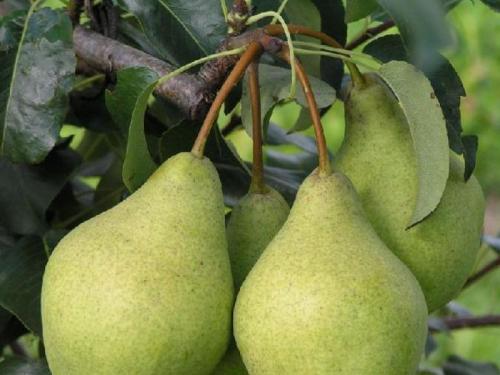 Как определить сорт груши. Сорта груш: лучшие виды, названия и описание