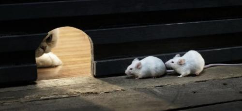 Как избавиться от мышей с помощью соли. Как избавиться от мышей в доме лучшие средства