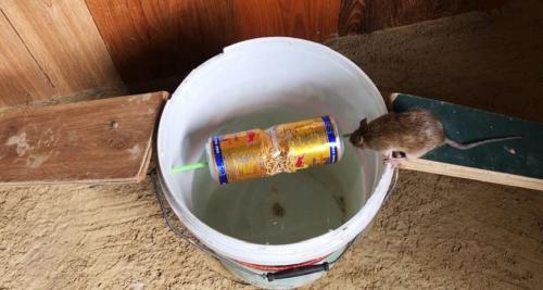 Как избавиться от мышей с помощью соли. Как избавиться от мышей в доме лучшие средства