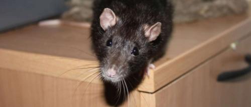 Как избавиться от мышей в жилище. Как избавиться от мышей в квартире 03