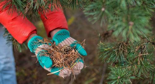 Полное руководство по подготовке плодово-ягодных культур к зиме 09