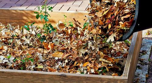 Полное руководство по подготовке плодово-ягодных культур к зиме 08