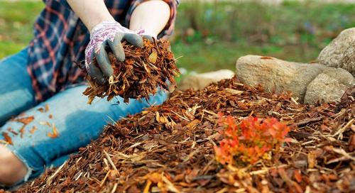 Полное руководство по подготовке плодово-ягодных культур к зиме 07