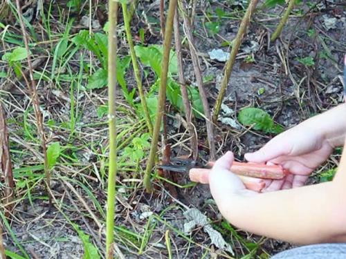 Как правильно обрезать плодовые деревья и ягодные кустарники перед зимой. Обрезка плодовых кустов