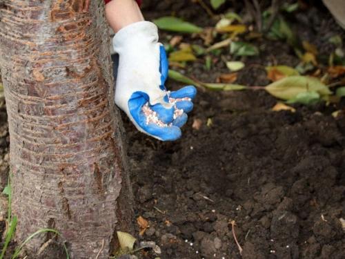 Подкормка сада в октябре. Когда и как правильно вносить осенние удобрения для подкормки и для улучшения плодородия почвы