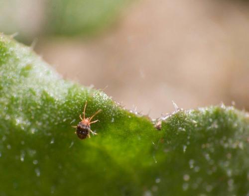 Березовый деготь применение в огороде. 10 способов применения березового дегтя в саду и огороде