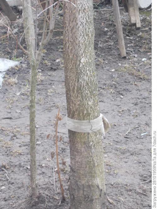 Березовый деготь для комнатных растений. Березовый деготь - скорая помощь для растений