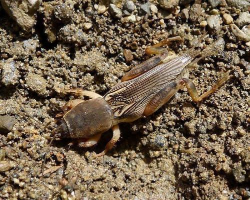 Березовый деготь применение в огороде. 10 способов применения березового дегтя в саду и огороде