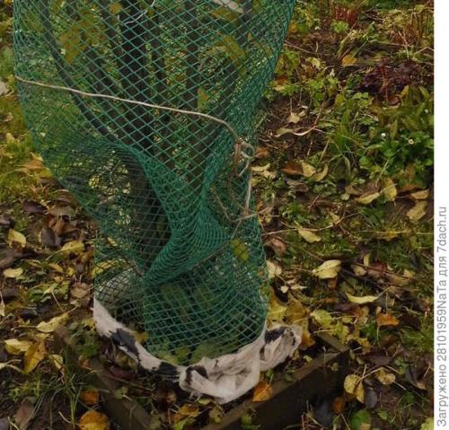 Березовый деготь для комнатных растений. Березовый деготь - скорая помощь для растений