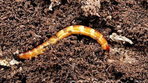 Березовый деготь применение в огороде. 10 способов применения березового дегтя в саду и огороде