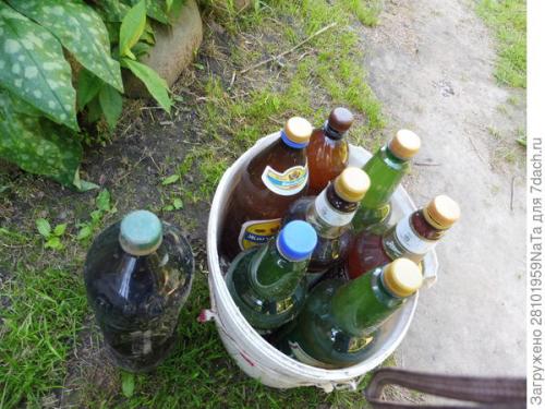 Березовый деготь для комнатных растений. Березовый деготь - скорая помощь для растений