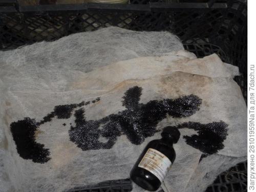 Березовый деготь для комнатных растений. Березовый деготь - скорая помощь для растений