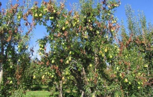 Березовый деготь применение в огороде. 10 способов применения березового дегтя в саду и огороде