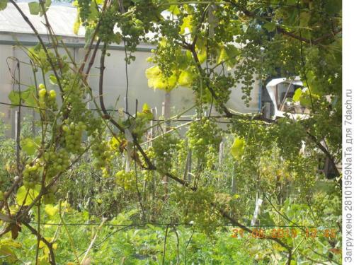 Березовый деготь для комнатных растений. Березовый деготь - скорая помощь для растений