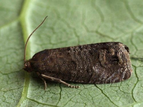 Березовый деготь применение в огороде. 10 способов применения березового дегтя в саду и огороде