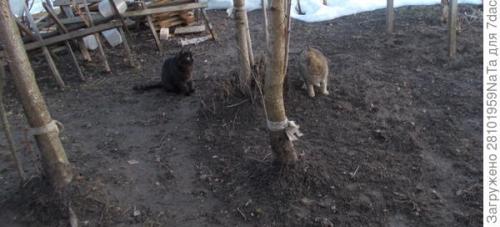 Березовый деготь для комнатных растений. Березовый деготь - скорая помощь для растений