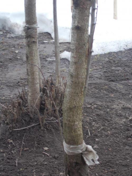 Березовый деготь для комнатных растений. Березовый деготь - скорая помощь для растений