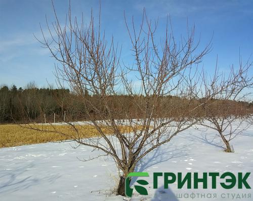 Полная инструкция: как подготовить молодой плодовый сад к зиме 15 Полная инструкция: как подготовить молодой плодовый сад к зиме 15