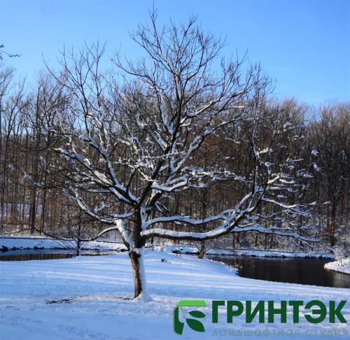 Полная инструкция: как подготовить молодой плодовый сад к зиме 13 Полная инструкция: как подготовить молодой плодовый сад к зиме 13