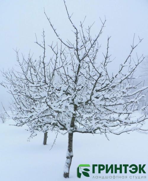 Полная инструкция: как подготовить молодой плодовый сад к зиме 14 Полная инструкция: как подготовить молодой плодовый сад к зиме 14