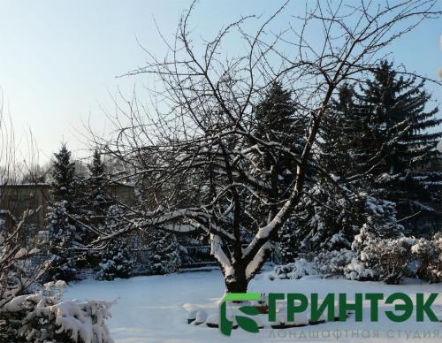 Полная инструкция: как подготовить молодой плодовый сад к зиме 16 Полная инструкция: как подготовить молодой плодовый сад к зиме 16