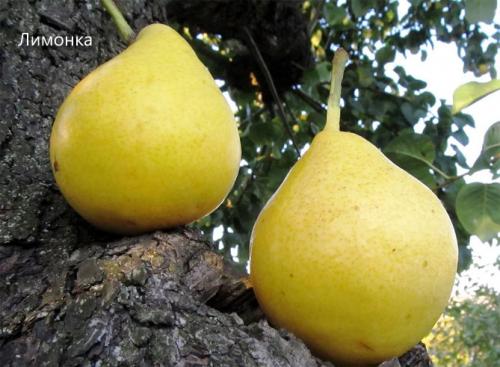 Рейтинг груш. Сорта груши с фото и описанием: летние, осенние, зимние