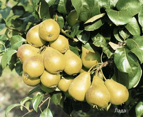 Самые вкусные сорта груш. Сорта груши с фото и описанием: летние, осенние, зимние