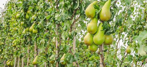 Самые вкусные зимние сорта груш. Выбираем самые морозоустойчивые сорта груши